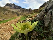 77 Pulsatilla alpina sulfurea  ...fuori stagione 